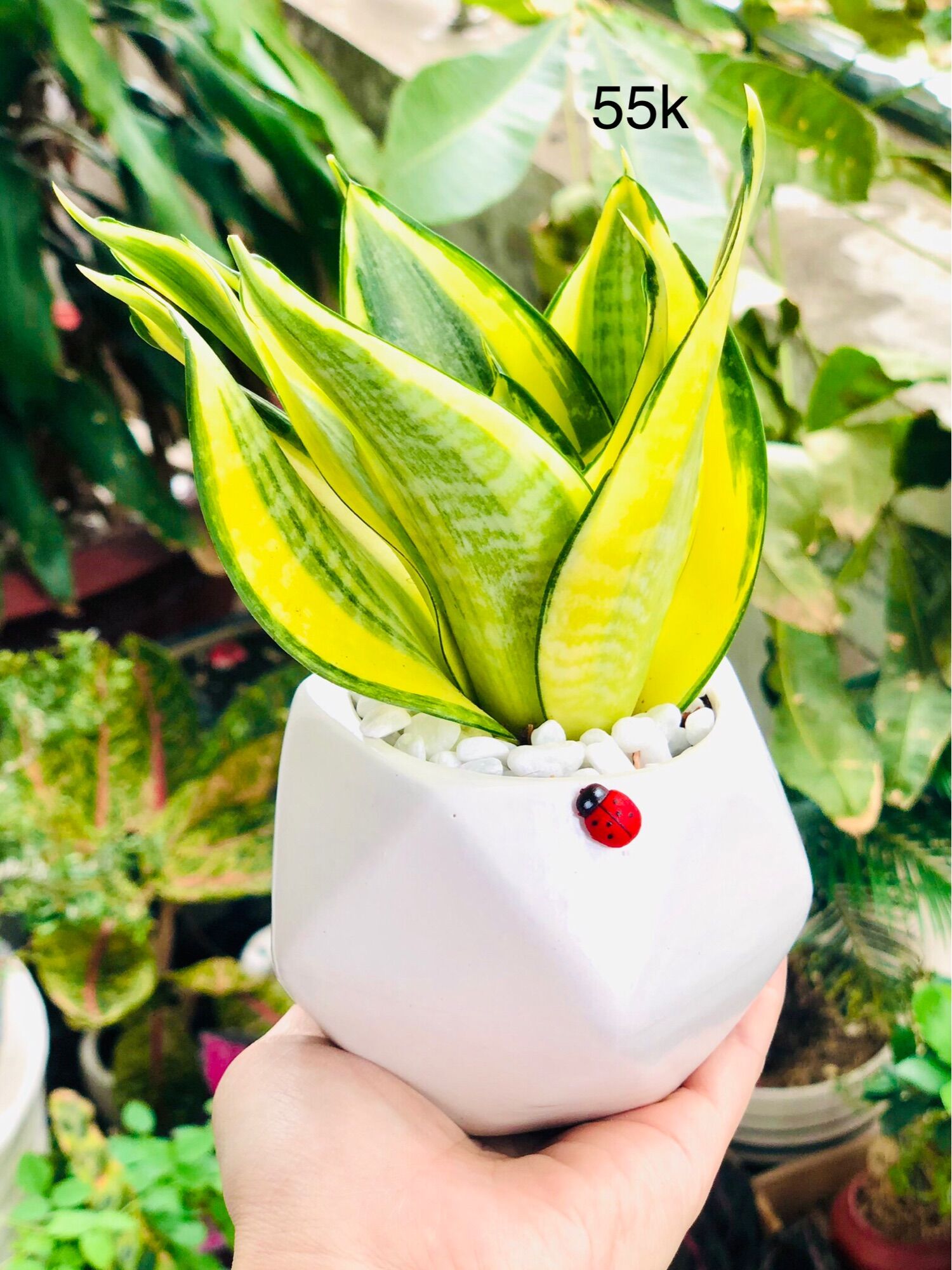 Chậu sứ trắng lưỡi hổ thái