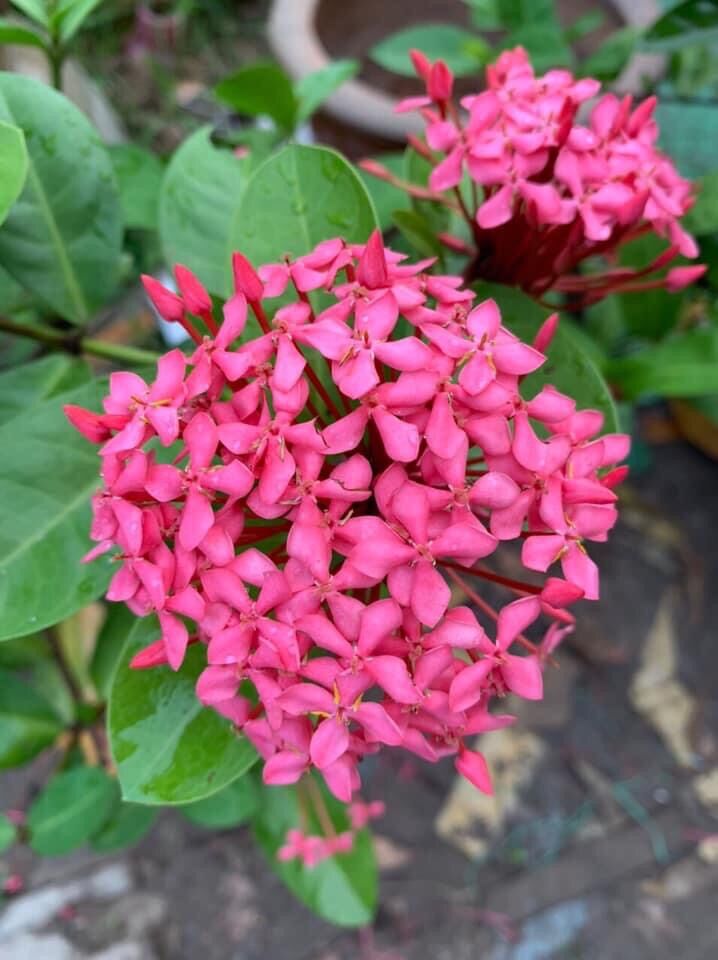 (1 cây) Cây bông trang tím sen lá trung, cao 60-80cm (hoa mẫu đơn)