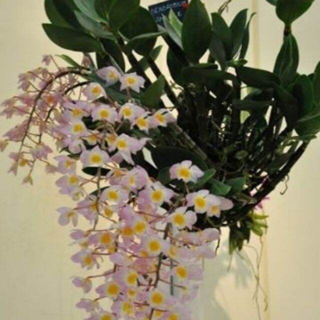 Lan Rừng Kiều Tím ( 1cụm)