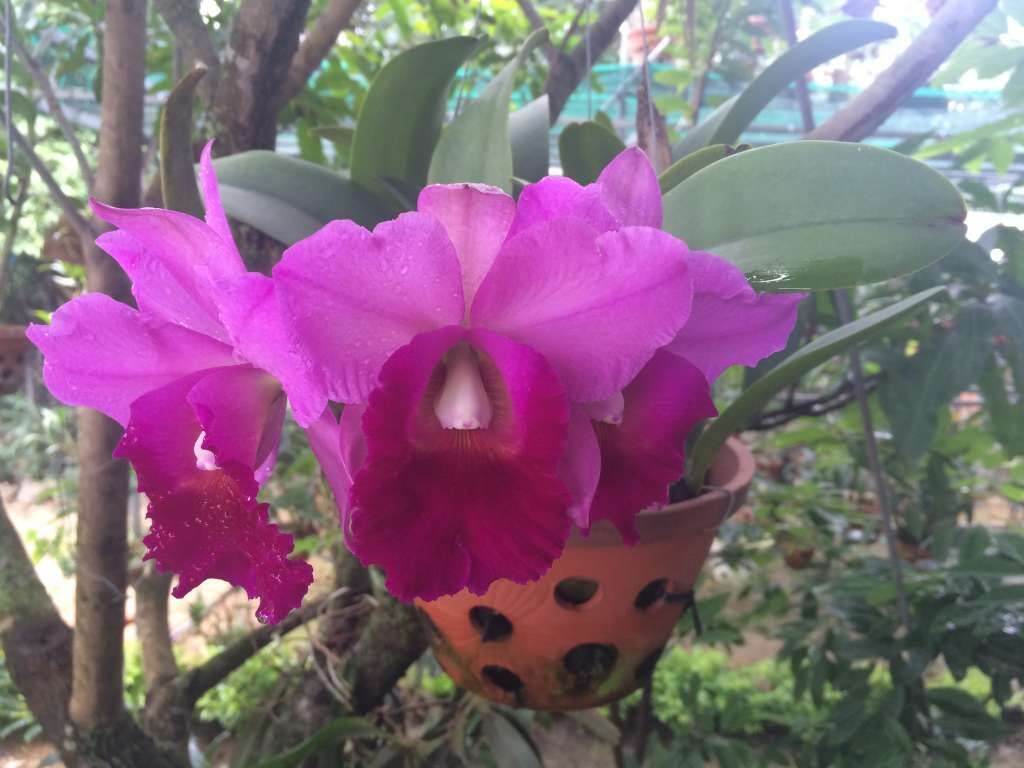 Lan Cattleya màu 3, 1 cốc