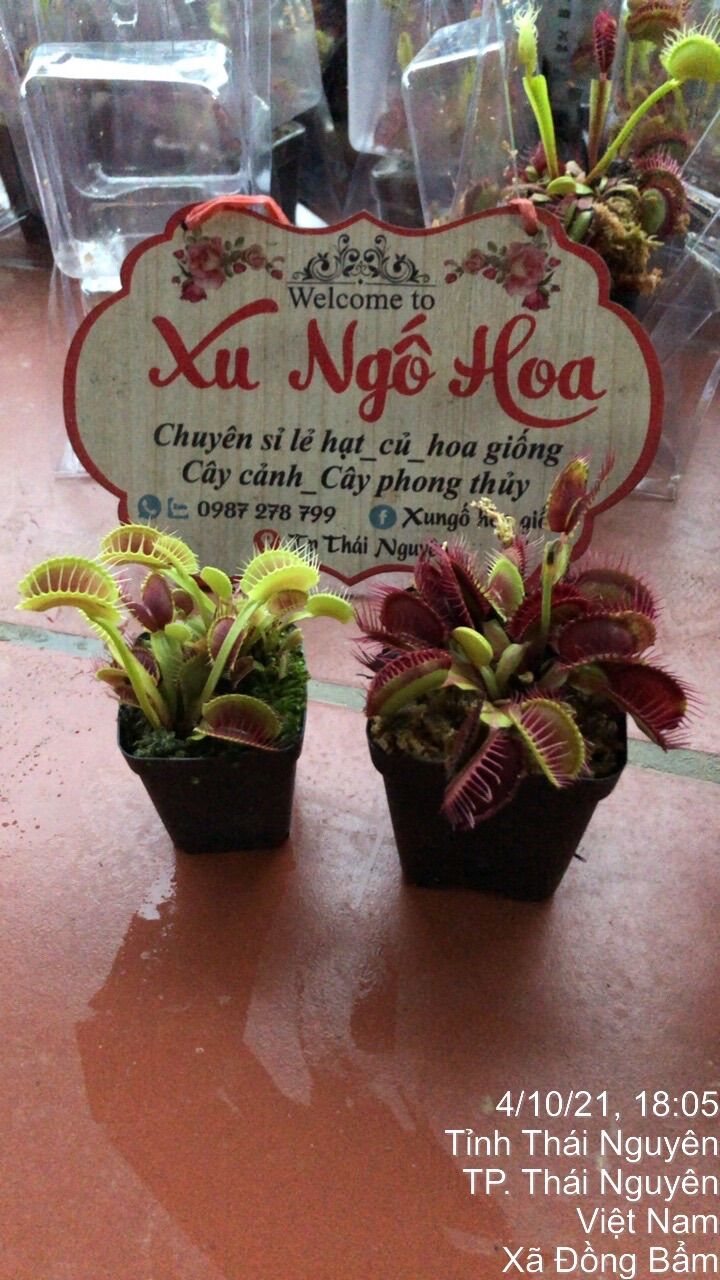 Cây bắt mồi bẫy kẹp