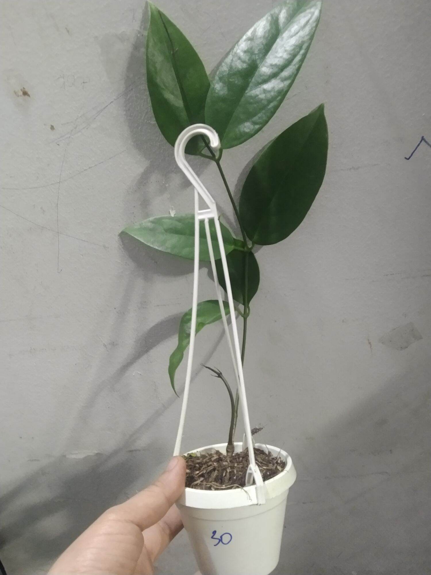 Compo 10 cẩm cù giống 10 màu
