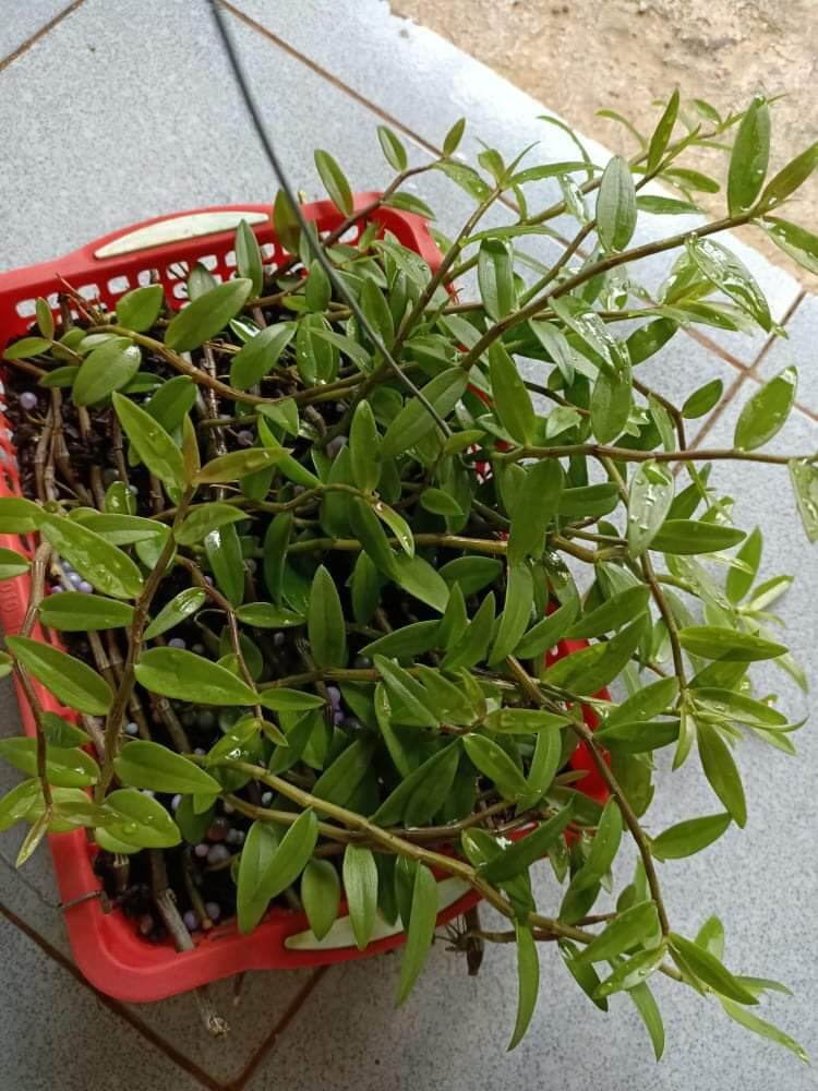 Combo 10  Cây giống Hoa lan Thiên Cung Lữ Bố đang có nụ hoa