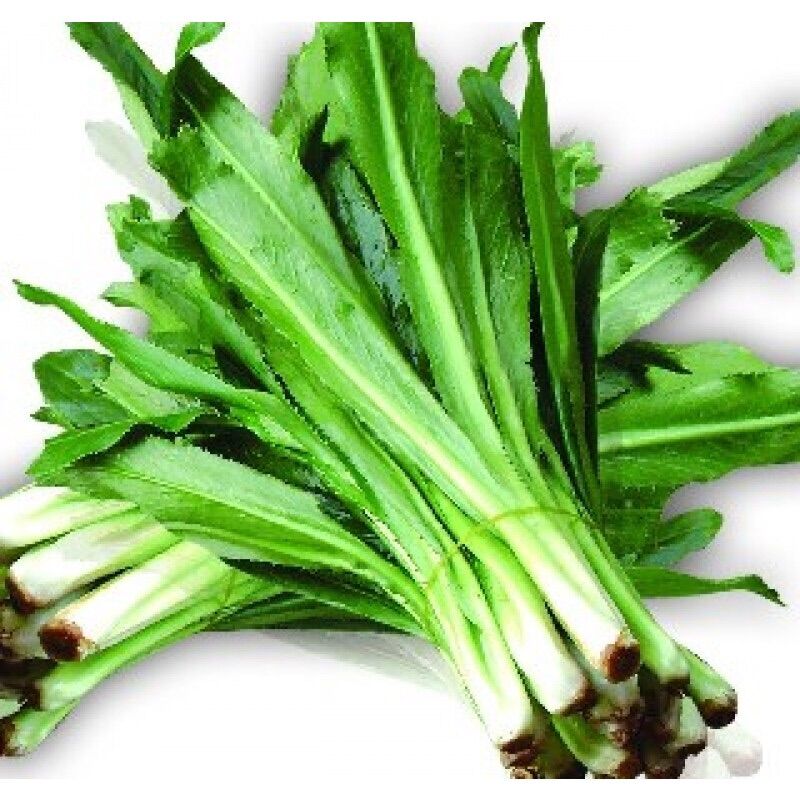 HẠT GIỐNG NGÒ GAI – DỄ TRỒNG, THƠM NGON, GIÀU DINH DƯỠNG