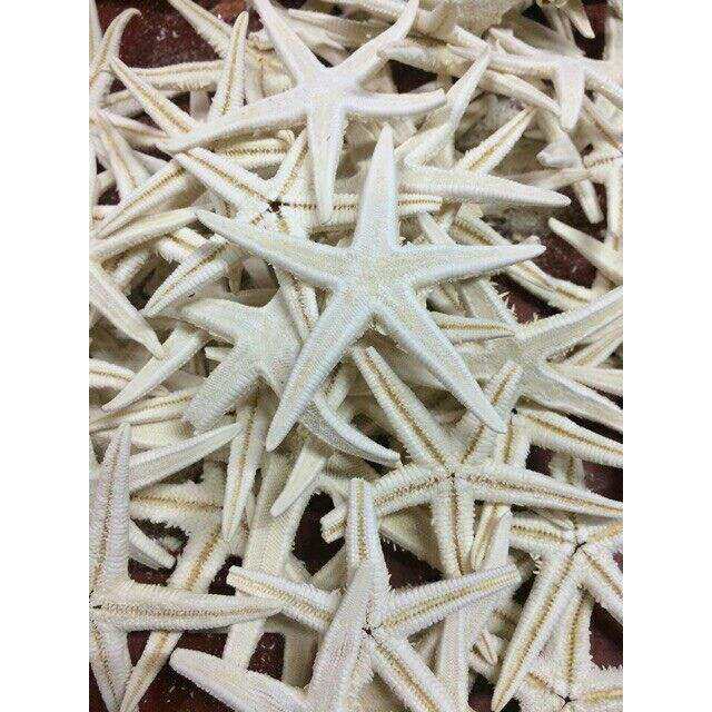 set 10 con sao biển