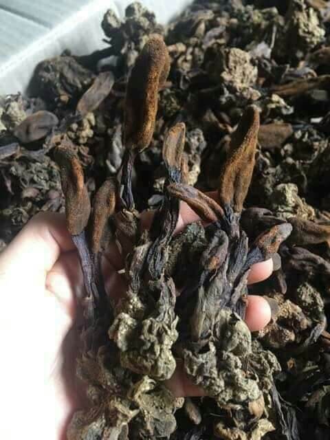 1kg nấm ngọc cẩu khô