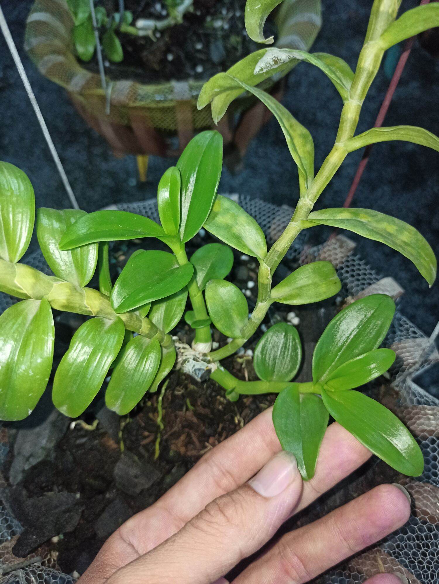 Bộ Đôi Siêu Kéo Đọt Orchid One và Mập Kei F1 Cho lan