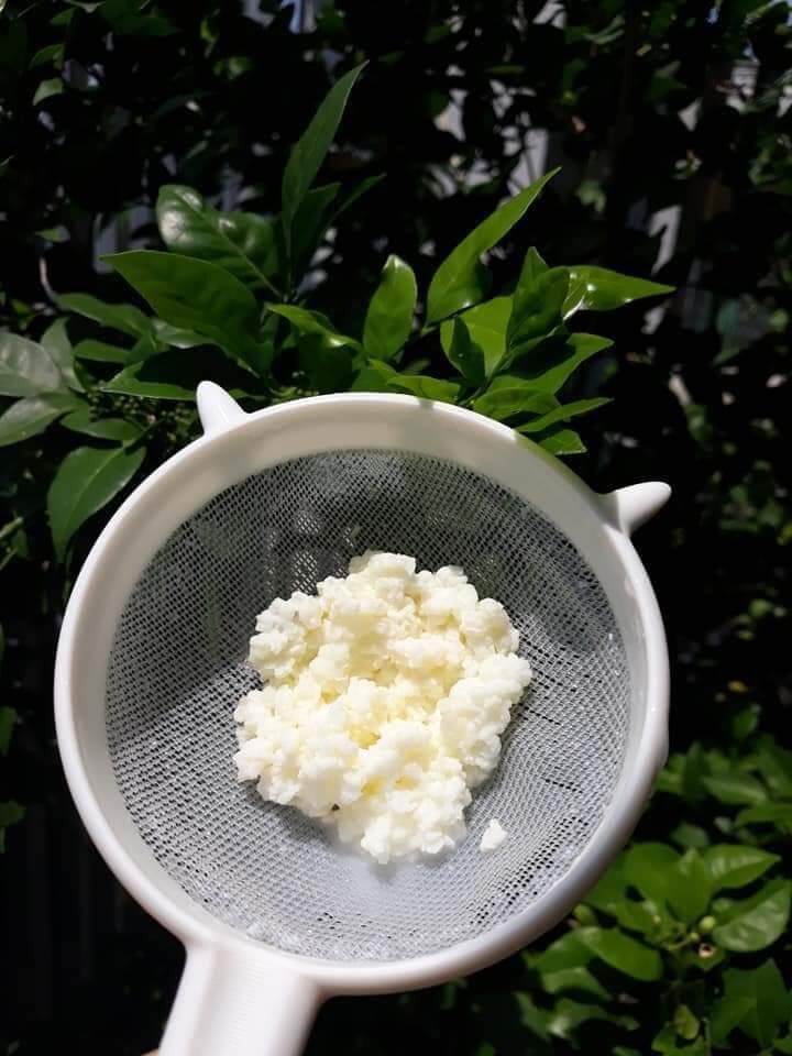 combo nấm sữa kefir 5gr và rây lộc nấm 9cm...