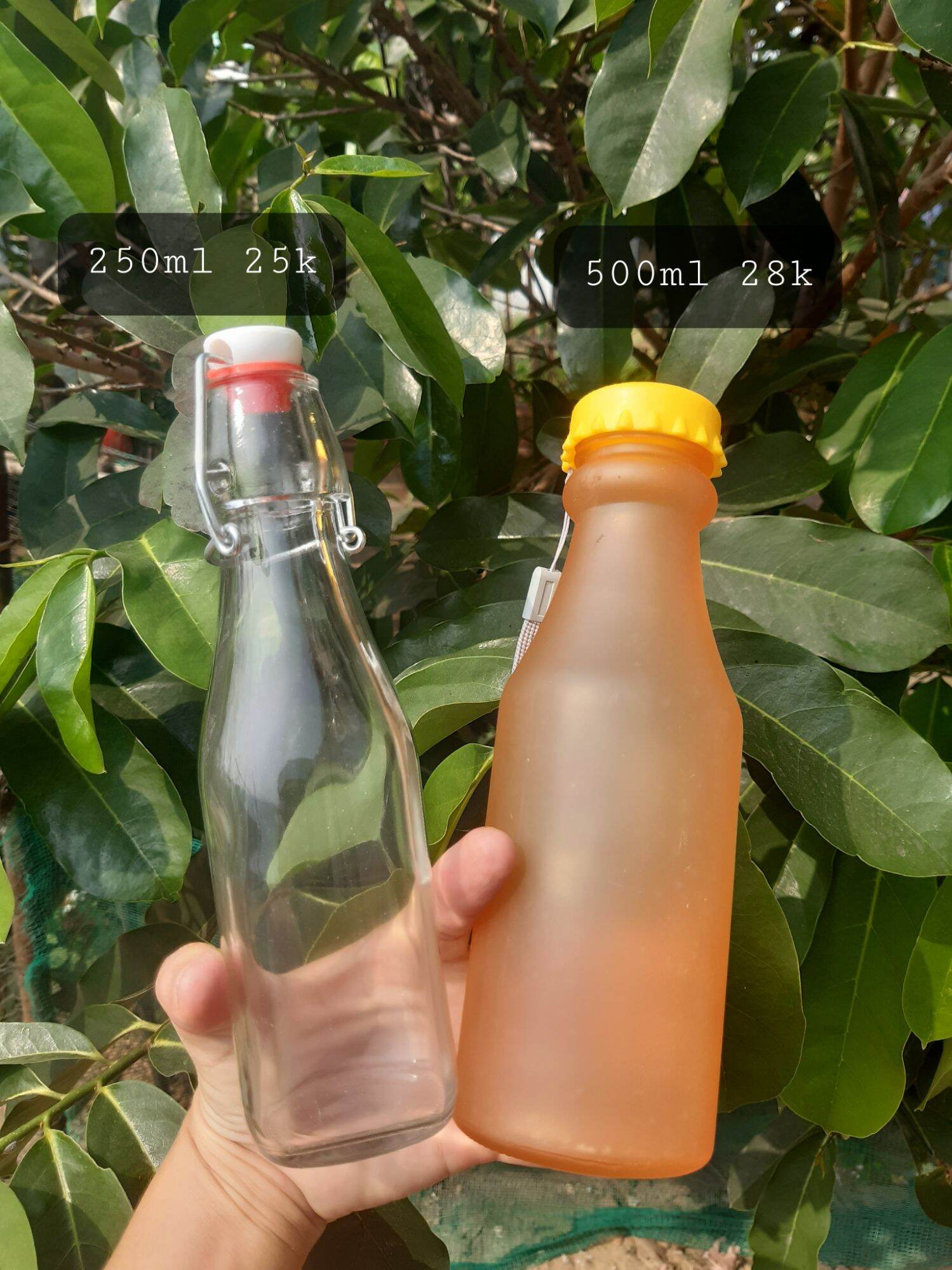 chai thủy tinh nắp bật 250ml( dùng mix f2 nấm kefir và scoby)