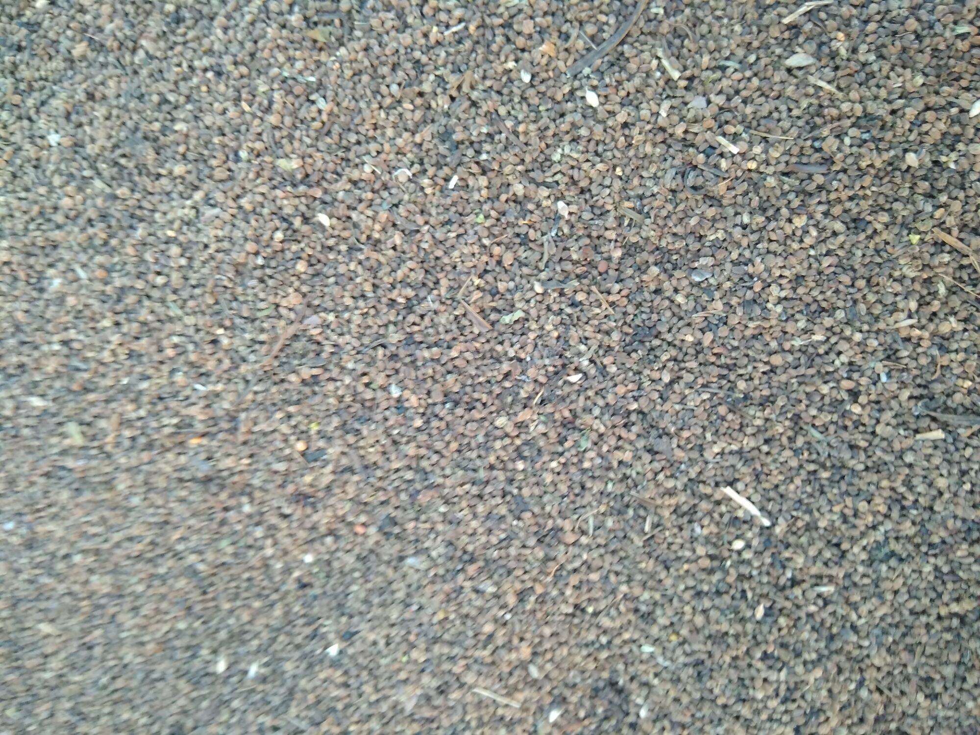 Hạt giống ngò gai (mùi tàu) 100gram.