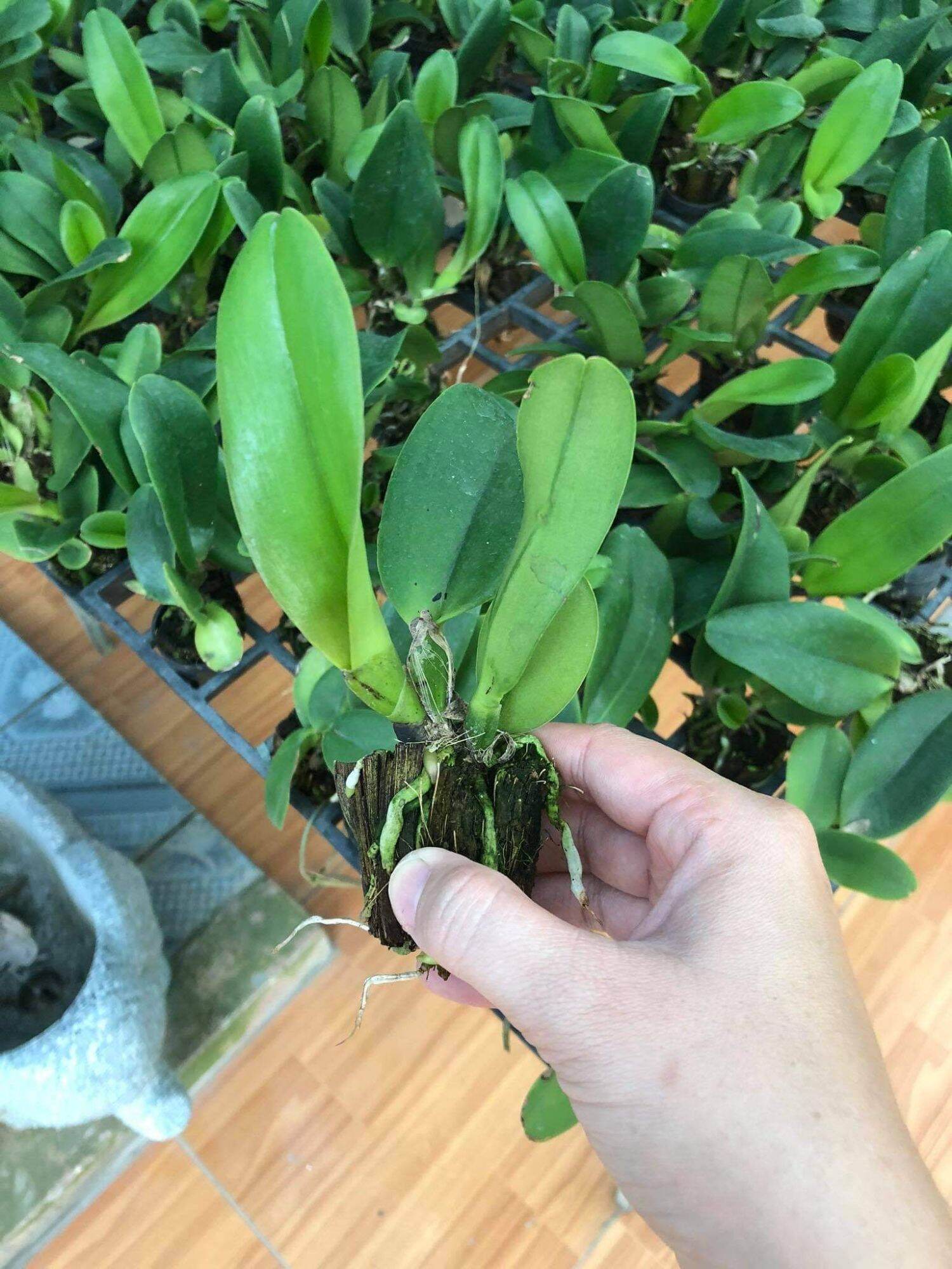 Lan Cattleya màu 2 , 1 cốc
