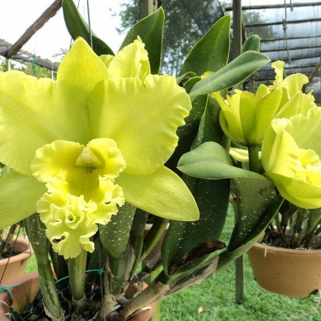 Lan Cattleya màu 4, 1cốc