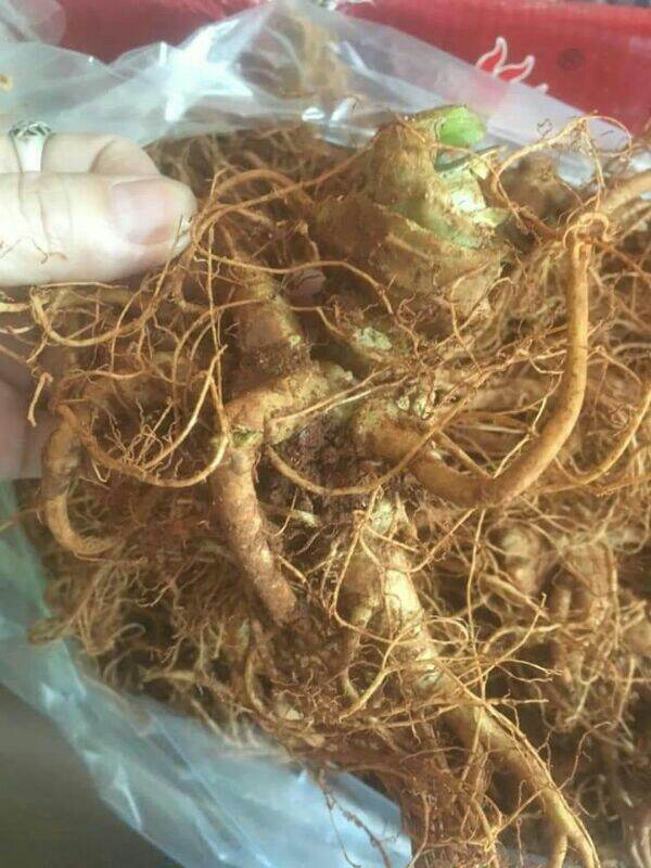 250g củ tam thất tươi