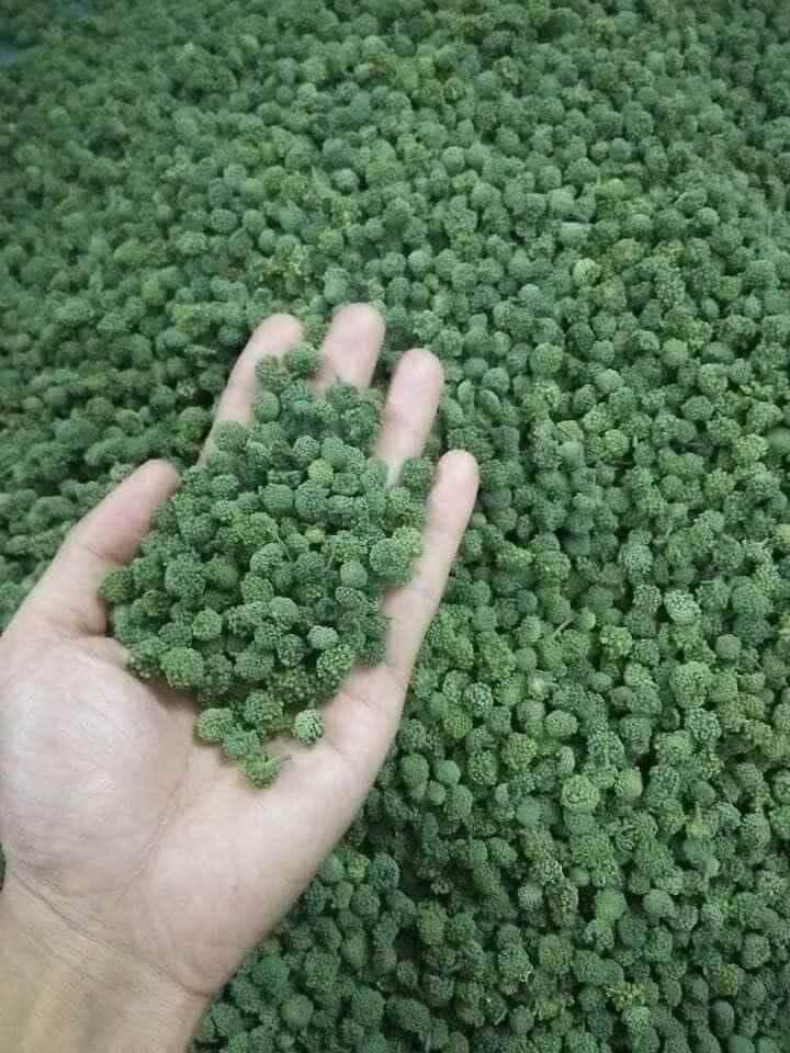 250g nụ tam thất bao tử