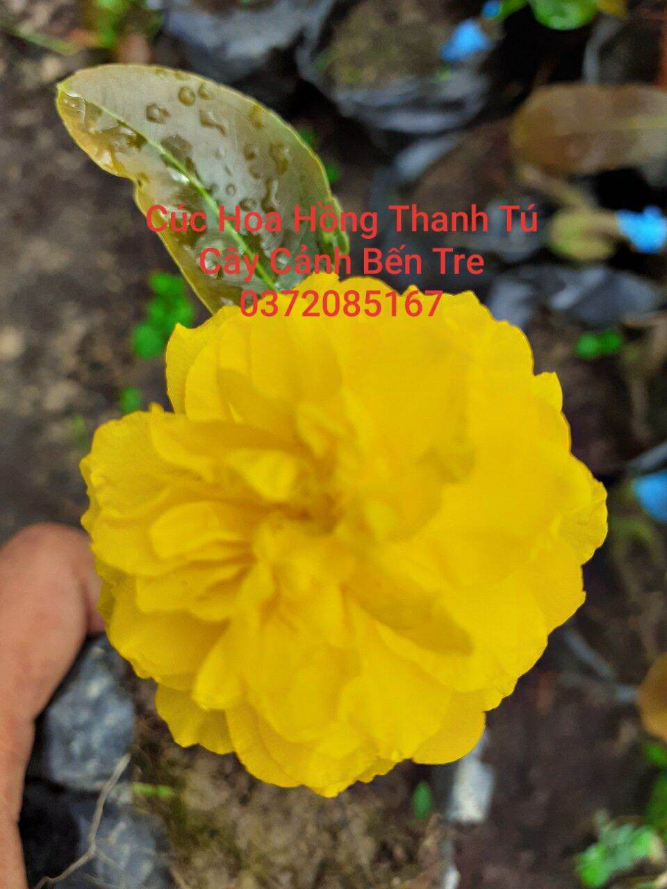 2 cây mai cúc hoa hồng thanh tú