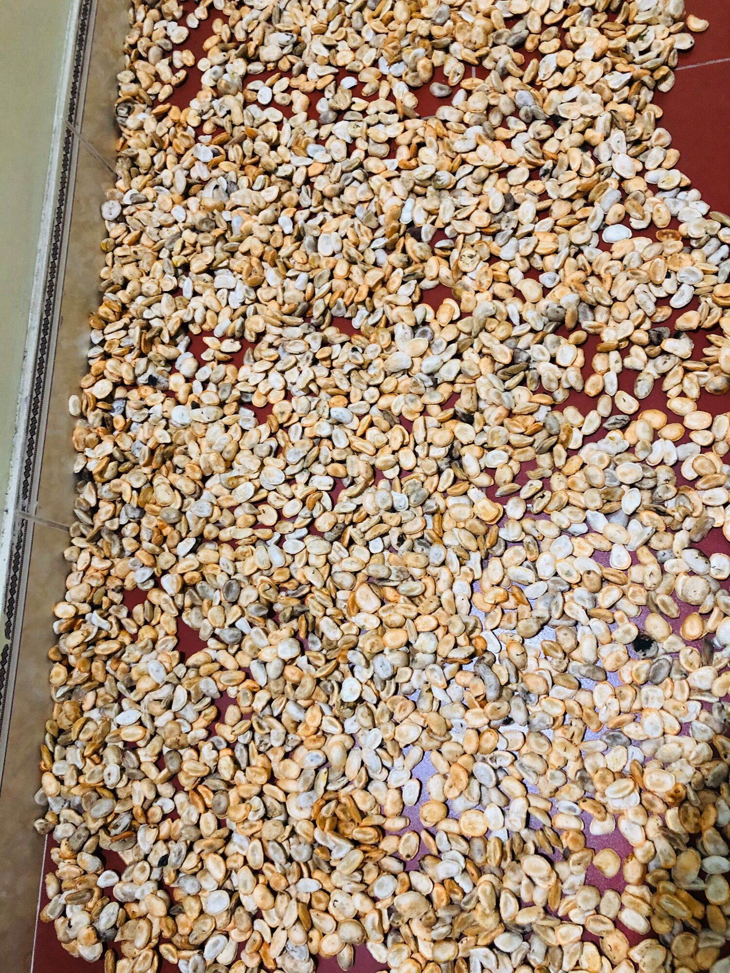 [HOT] 10 Hạt Sang đau dạ dày và đại tràng( hạt trắng)