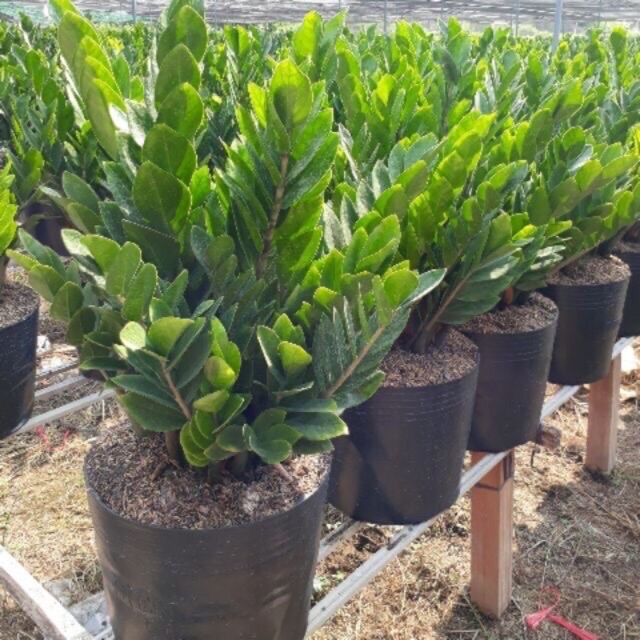 Chậu cây kim tiền