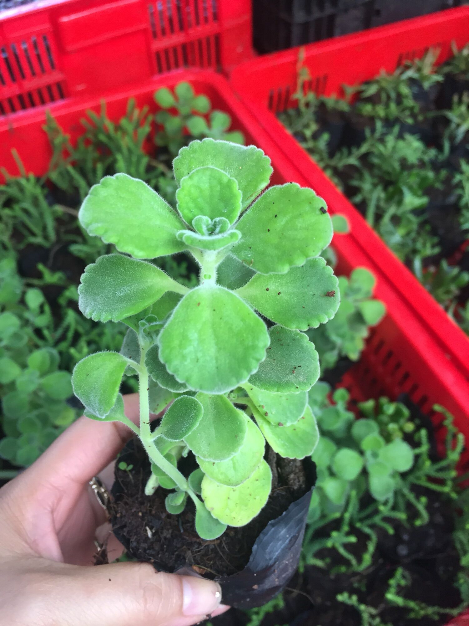 Sen Thơm Nhất Mạt Hương size bầu