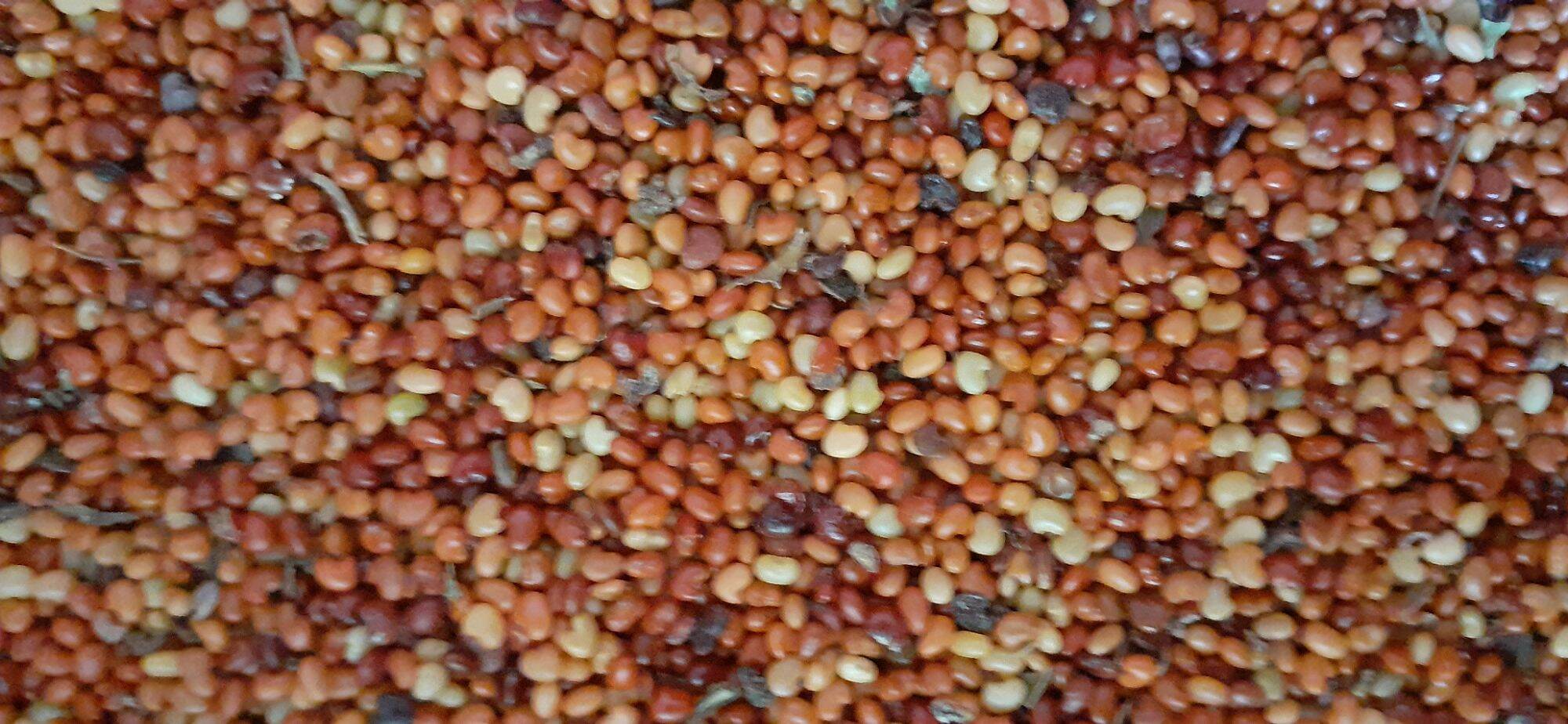 1kg Hạt muồng vàng nhỏ