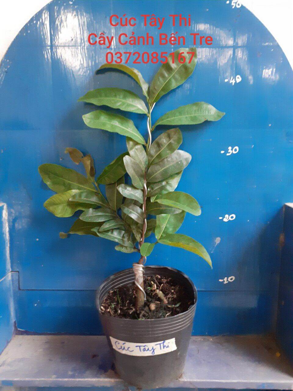 Mai Cúc Tây Thi ( cây ghép chuẩn giống )