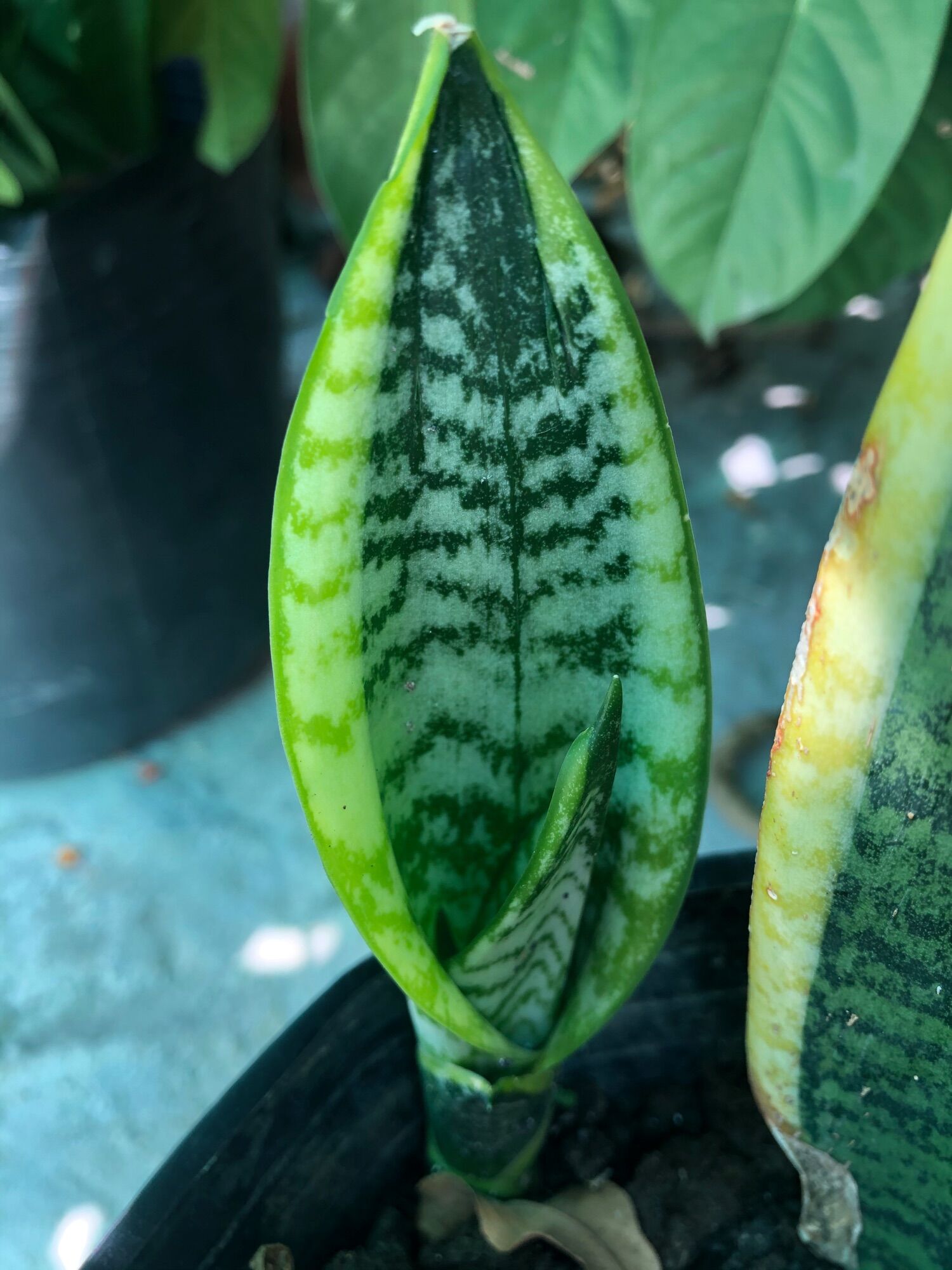 Mầm lưỡi hổ viền vàng hoặc xanh