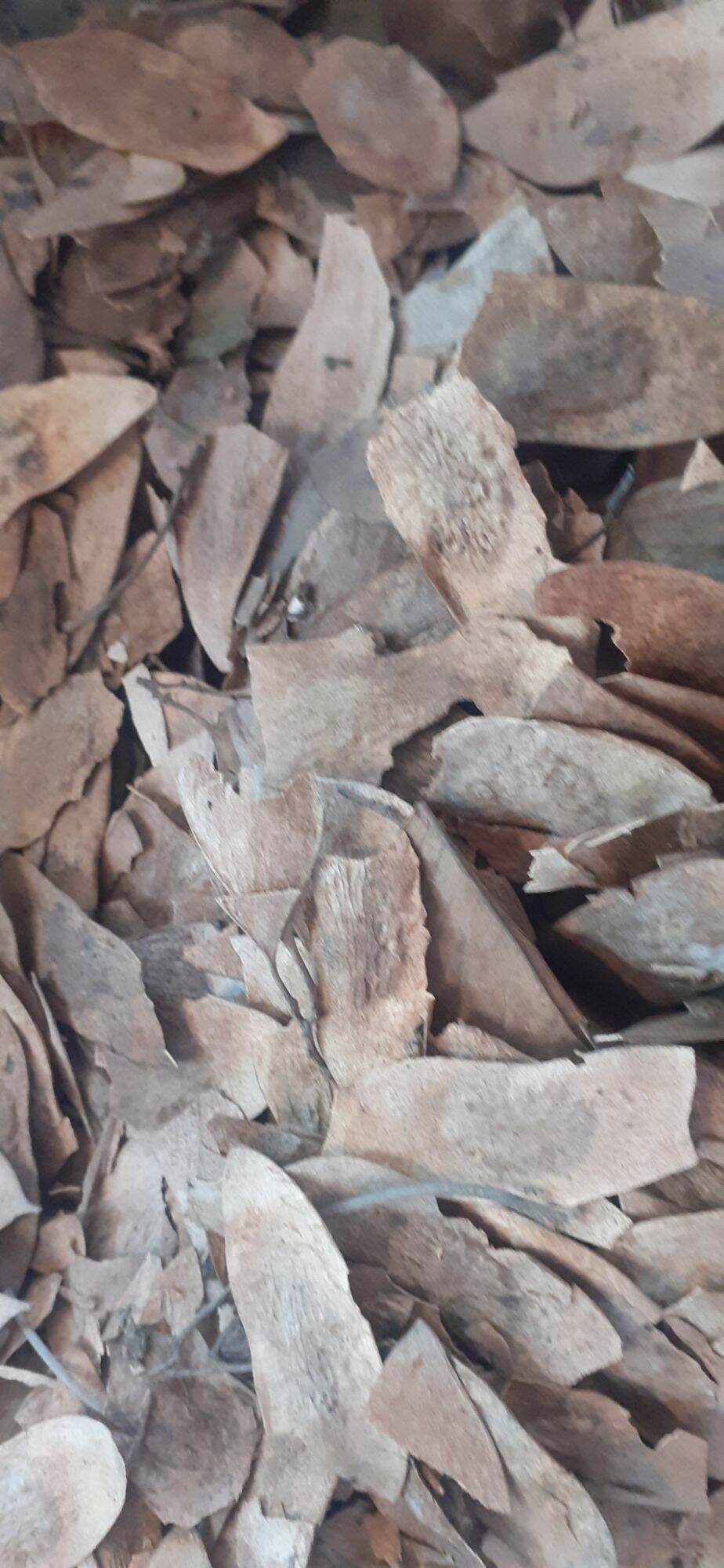 Sưa đỏ giống