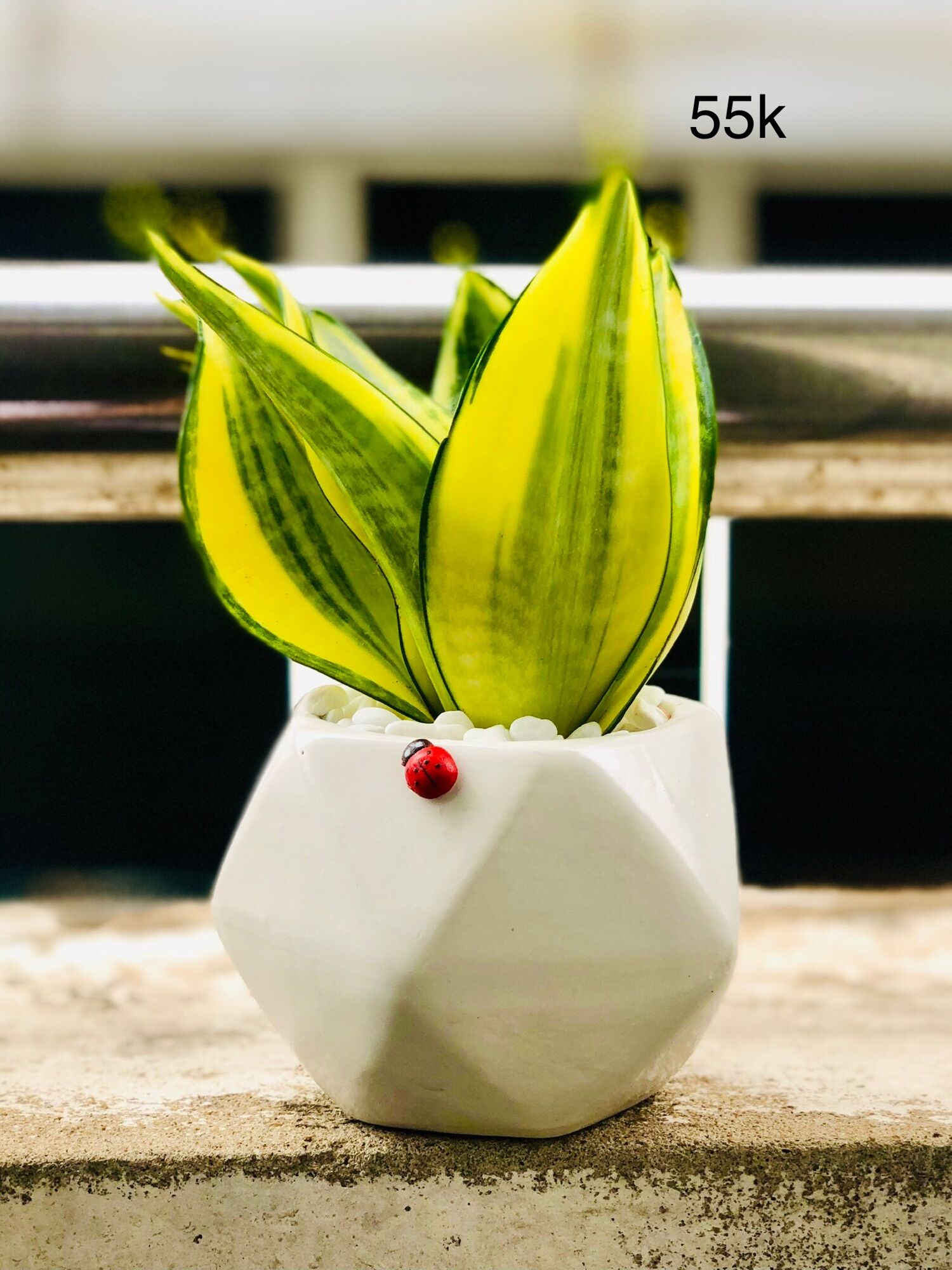 Chậu sứ trắng lưỡi hổ thái