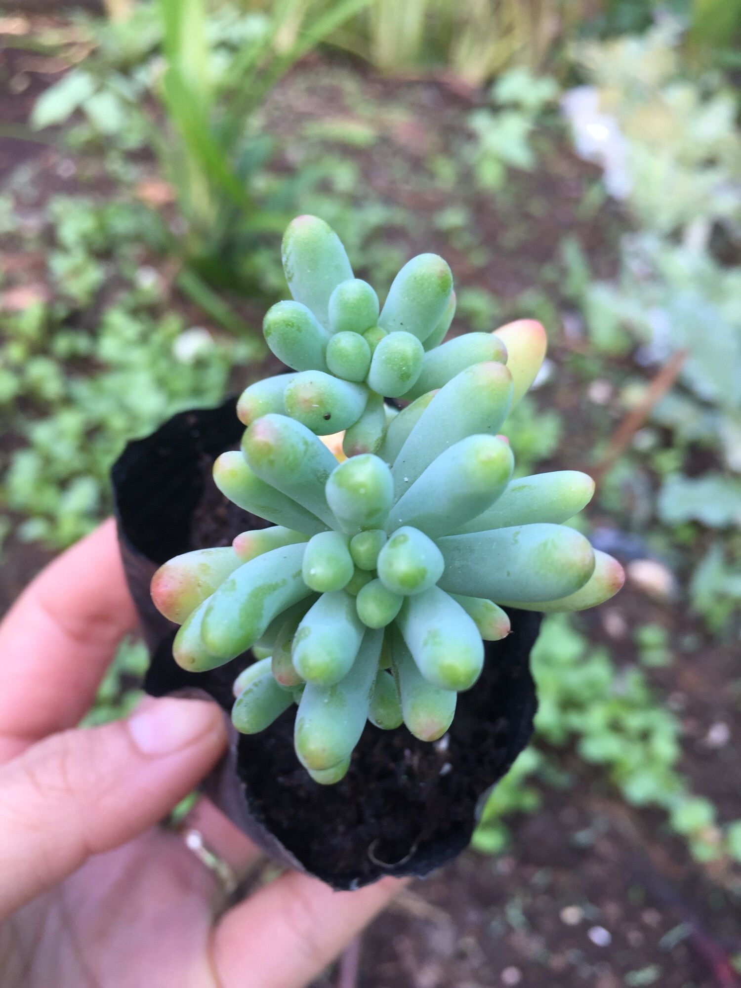 Sen Đá Thạch Ngọc Mỹ size bầu
