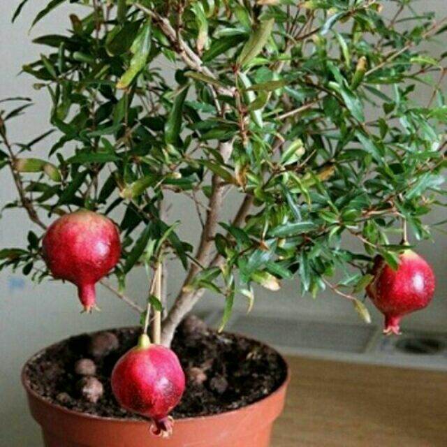 CÂY GIỐNG LỰU LÙN ĐỎ CAO SẢN 1