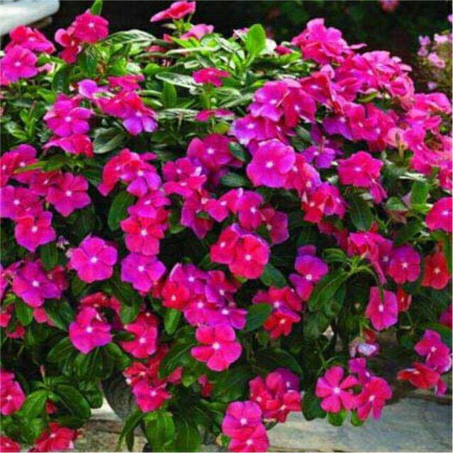 hạt giống hoa dừa cạn rũ - gói 0,1gr