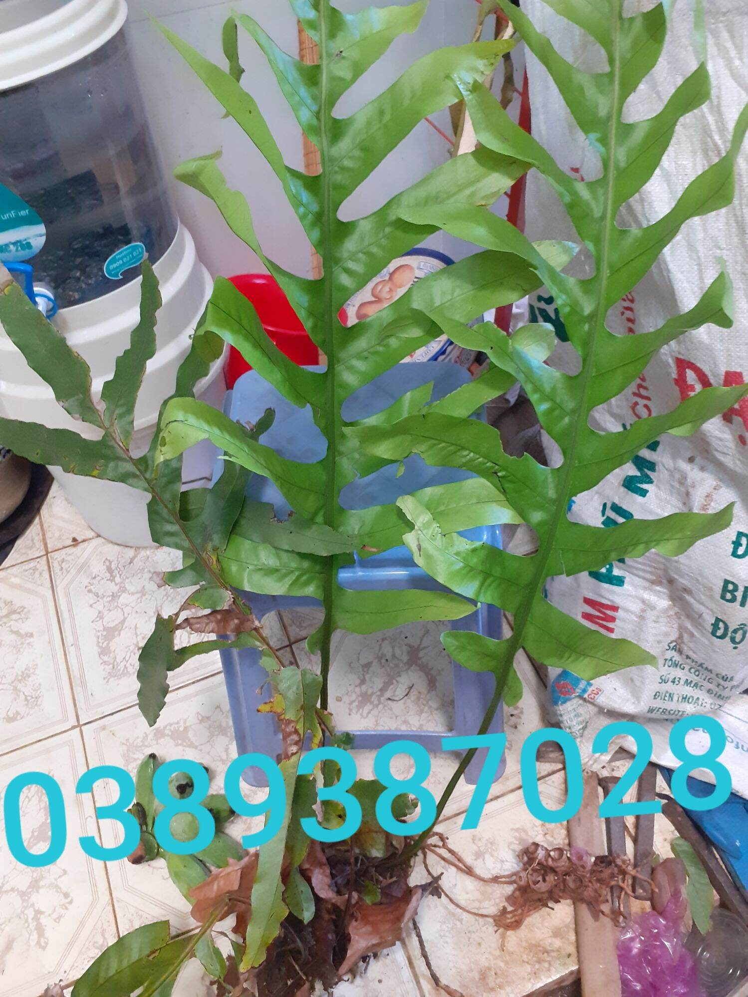 cây tắc kè đá giống