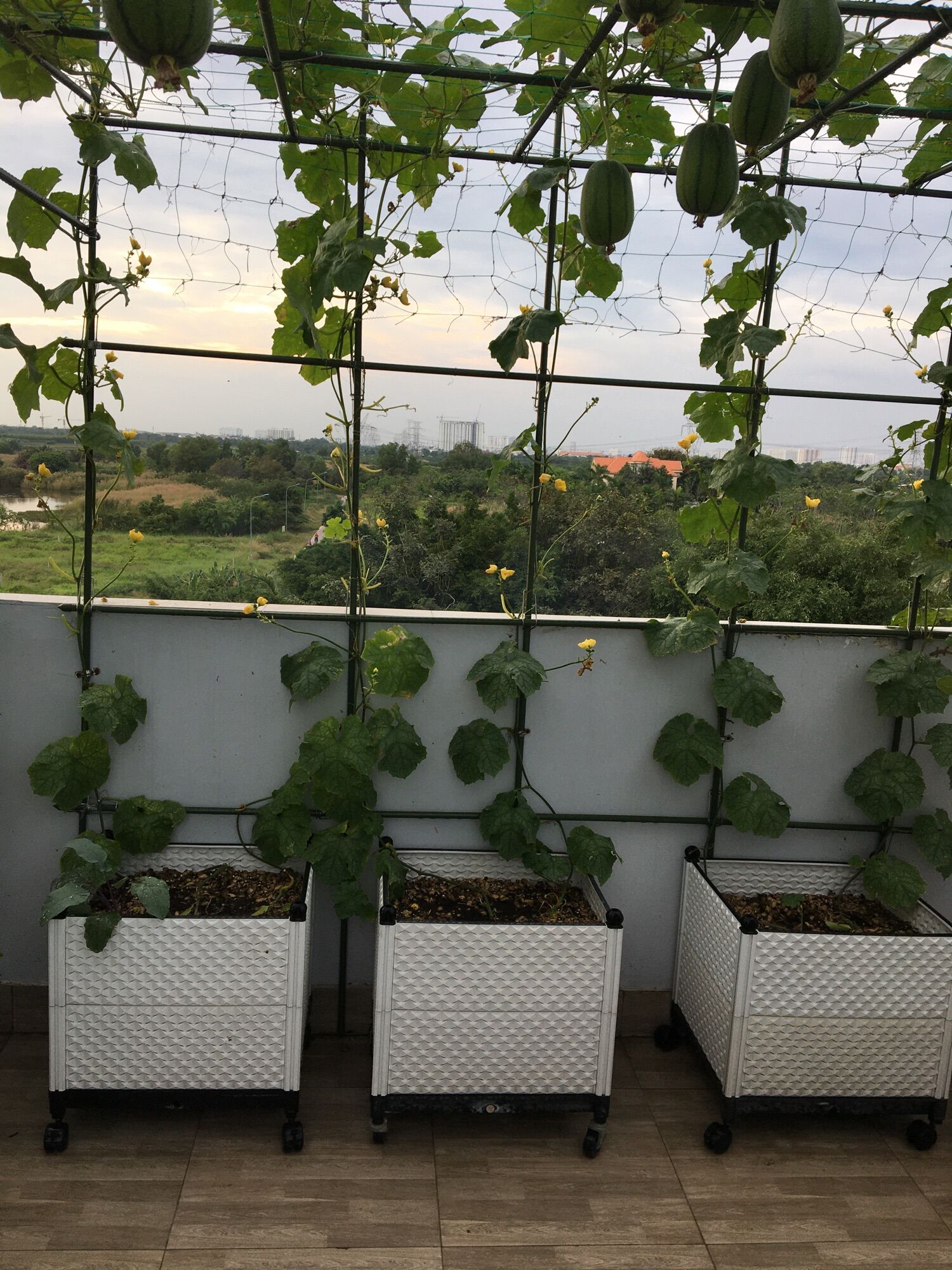 Combo 10 ống tre lõi thép bọc nhựa phi 20x120cm