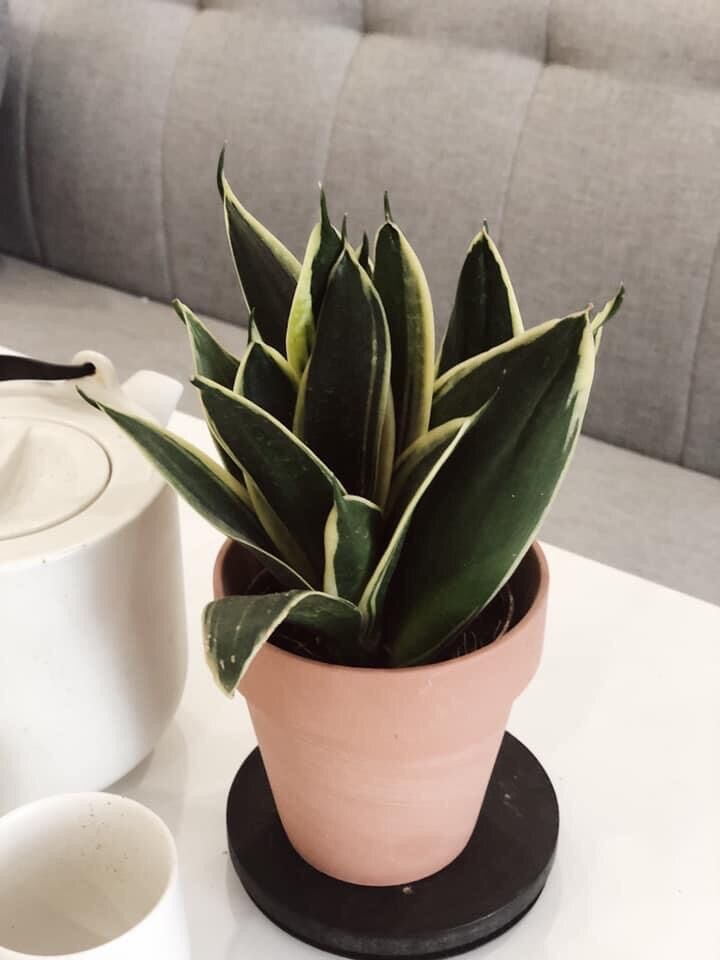 Lưỡi hổ thái mini