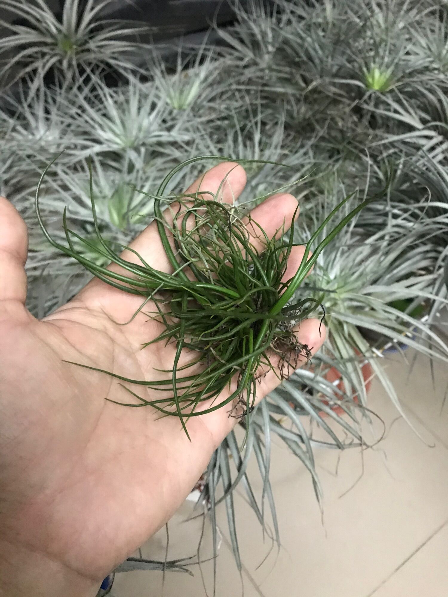 Cây không khí bulbosa dạng bụi