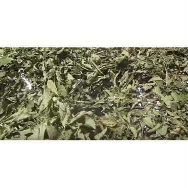 500g lá đắng lá mật gấu