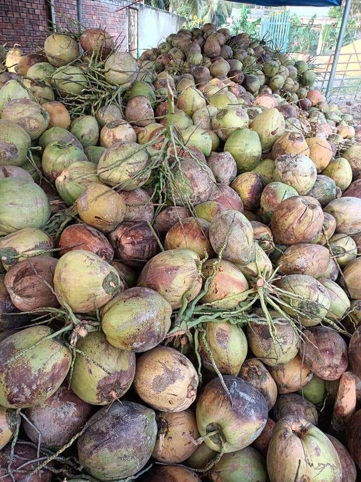 Dừa khô lột vỏ sẵn 1 trái trên 1kg