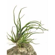 Cây không khí bulbosa dạng bụi