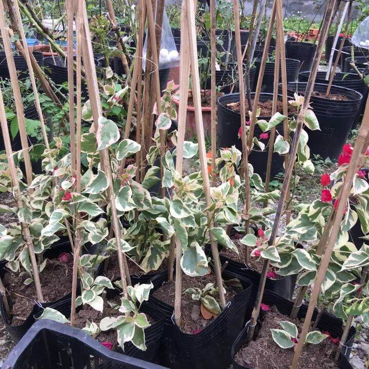 Cây bông giấy cẩm thạch, cây hoa giấy lá bạc, hoa giấy đột biến, cây hoa giấy var - Bougainvillea Var