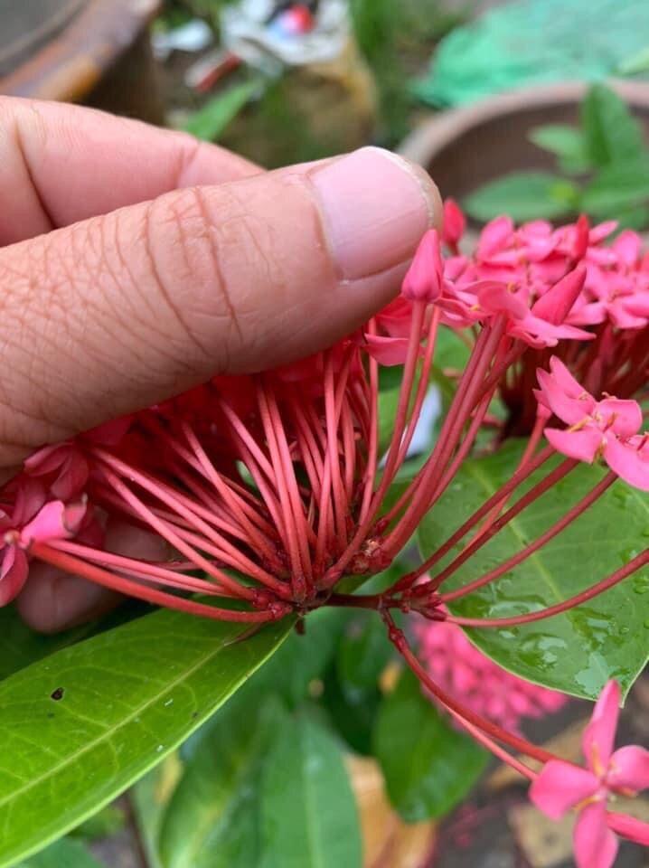 (1 cây) Cây bông trang tím sen lá trung, cao 60-80cm (hoa mẫu đơn)