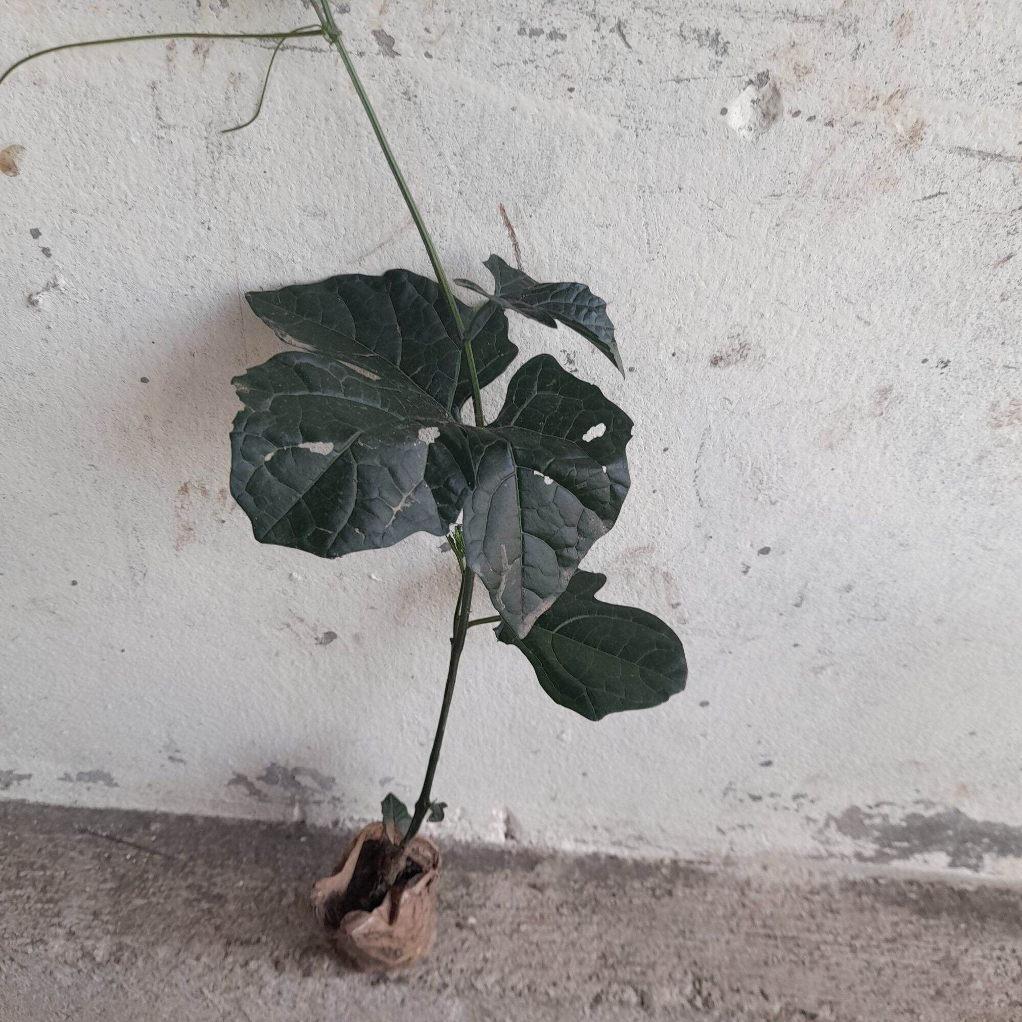 Cây gấc nếp