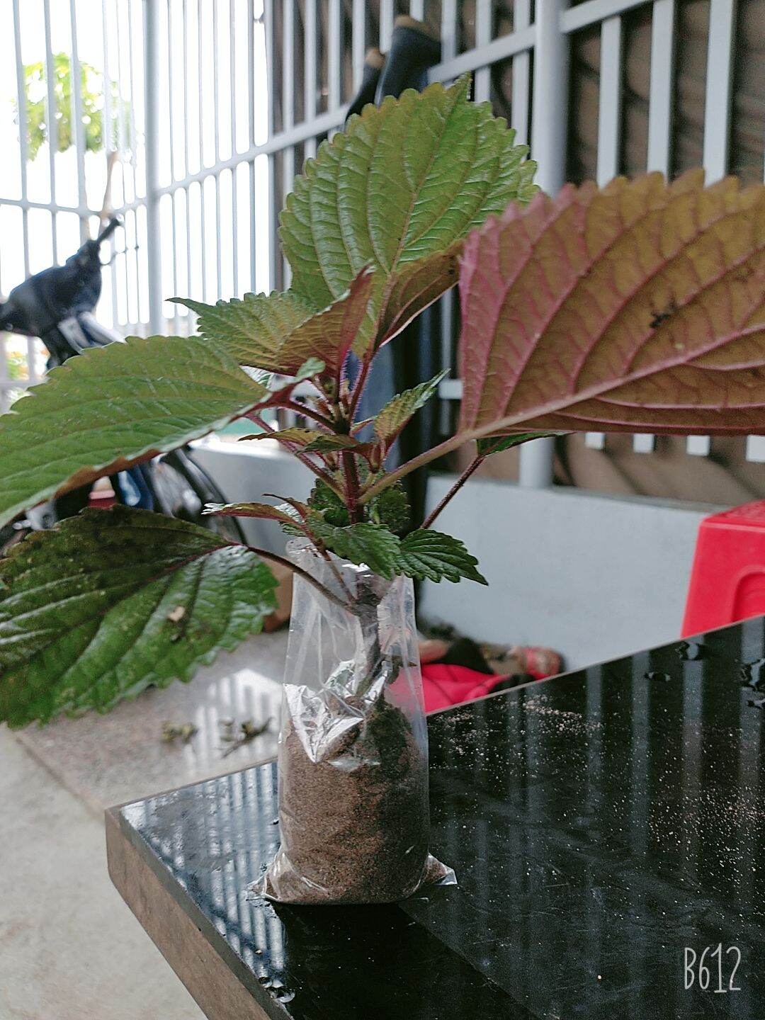 10 cây giống tía tô