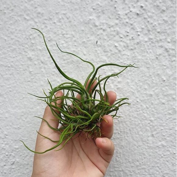 Cây không khí bulbosa dạng bụi