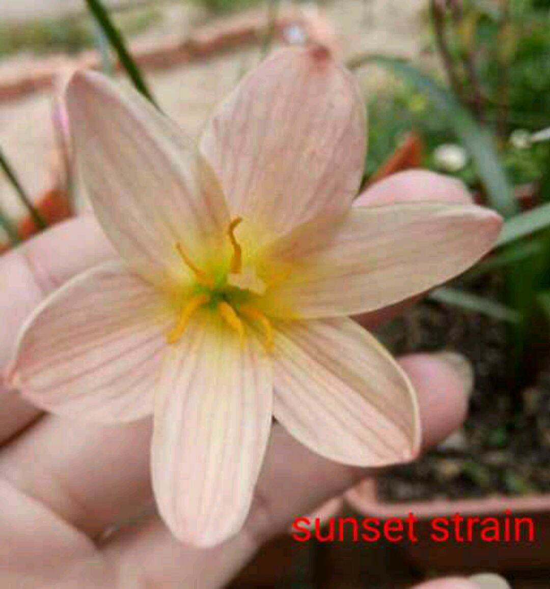 Sét 10 củ size hoa huệ mưa sunset strain