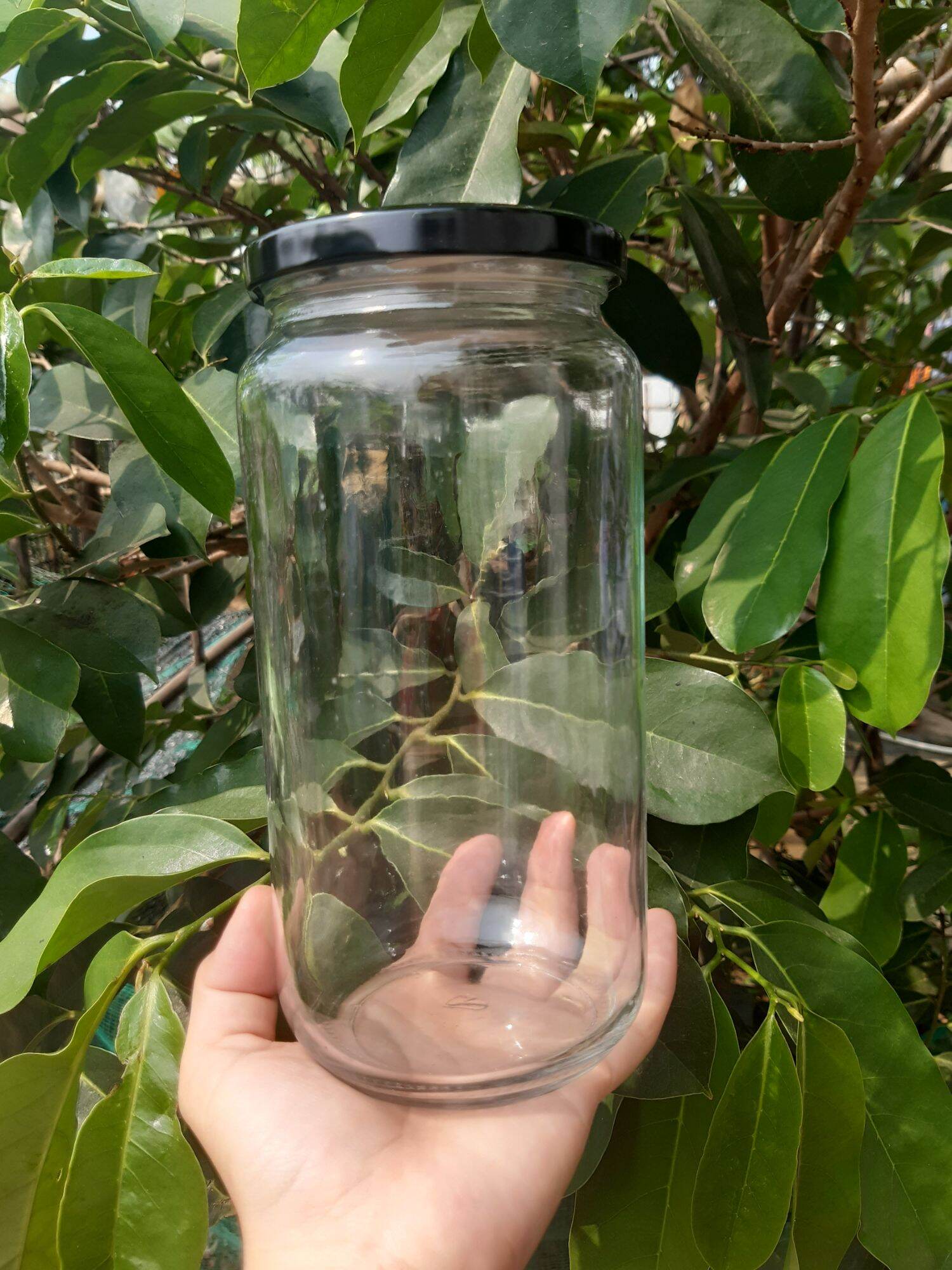 hủ thủy tinh 1L nắp thiết
