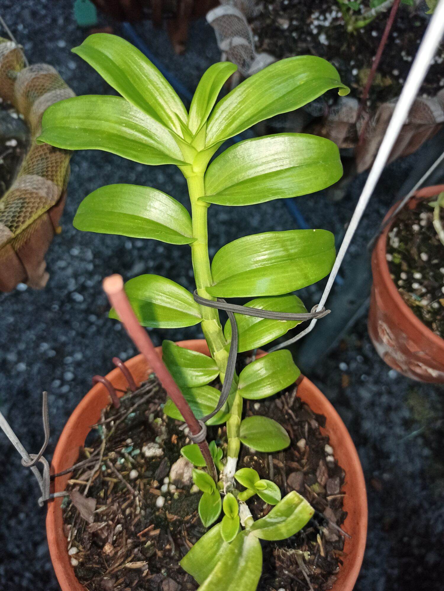 Bộ Đôi Siêu Kéo Đọt Orchid One và Mập Kei F1 Cho lan