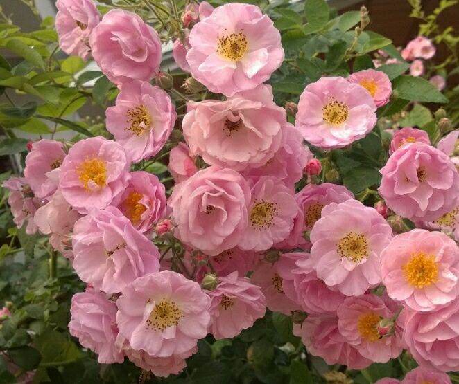 7 cây hoa tầm xuân