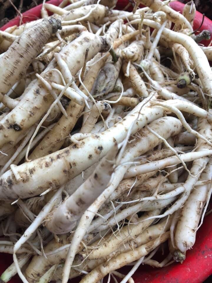 1kg đẳng sâm rừng Tây Bắc tươi