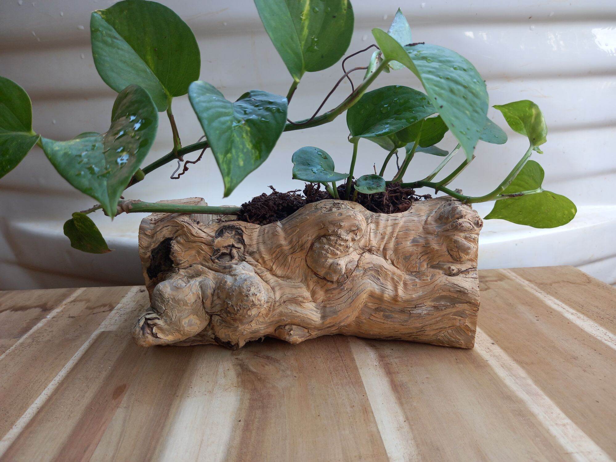 chậu gỗ nu lũa tự nhiên