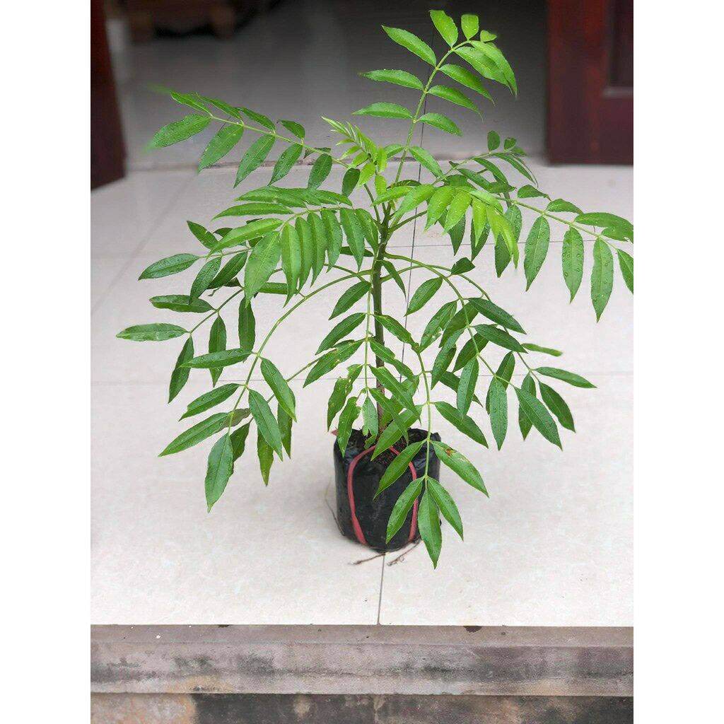 Cây cóc thái ra quả siêu sớm (ảnh thât)