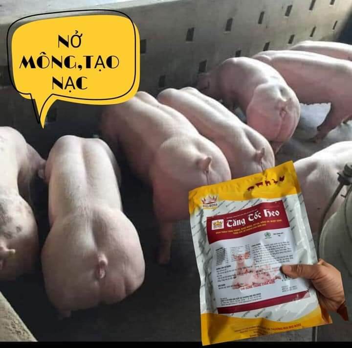 TĂNG TỐC HEO, HEO LỚN NHANH, BUNG MÔNG CHO HEO BÒ